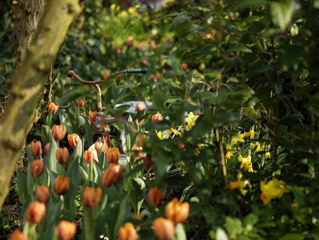 Blomsterfrämjandet School Flower Bulb Competition in Sweden—teachers register classes aged 7–10 to win flower bulb packages for Planting Day, gardening and sustainability education