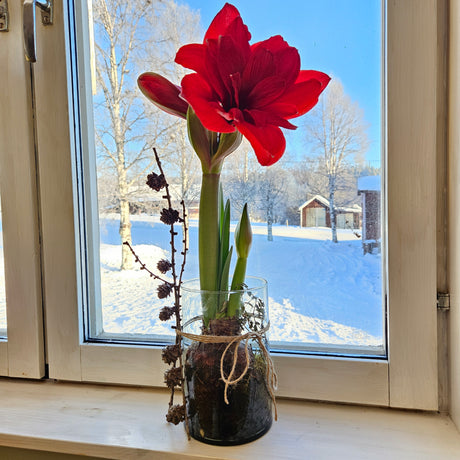 Amaryllislök i blom i kruka – spara och blomma om amaryllis med omplantering (halva löken ovan jord), vattna sparsamt och ge svag näring; sommarskötsel i halvskugga, höstviloperiod mörkt och svalt, förbered för julblomning efter 6–8 veckor.