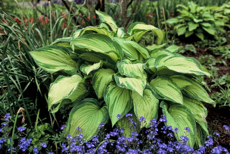 Funkia (Hosta) – härdig, långlivad och lättskött perenn; en stöttepelare i trädgården med frodiga blad som ger struktur och skugga, kväver ogräs och passar i kruka.
