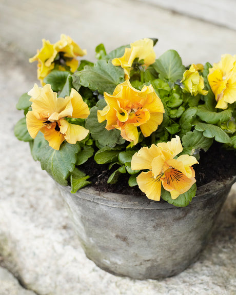 Pensé ’Frizzle Sizzle’ (Viola x wittrockiana) med fransiga, vågiga kronblad i vårplantering, färgsprakande och tålig trädgårdsviol för krukor och balkonglådor