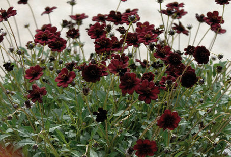 Chokladskäran ’Chocamocha’ (Cosmos atrosanguineus) i sommarkruka – sammetsbruna, chokladdoftande blommor över mörkgrönt bladverk; lättskött i sol/halvskugga med väldränerad jord, nyp bort vissna blommor.