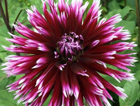 Färgsprakande dahlia – praktsommarblomma från Mexiko med rik blomprakt; odlad i trädgård, rabatt/kruka från knölar; sorter som pompon-, kaktus- och näckrosdahlia; perfekt för sensommarens buketter.