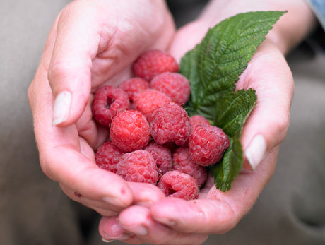 Hallon i trädgården – odla ovanliga bärbuskar och klätterväxter som goji, minikiwi, björnbär, havtorn, aronia, saskatoonbär, rosenkvitten och mullbär.