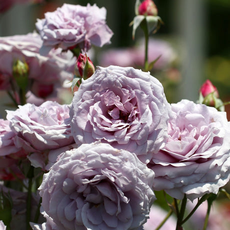 Floribundaros Novalis – lågväxande violett rabattros/buskros i grå toner, romantisk och rikblommande långt in på hösten; perfekt för höstplantering i zon 4, beskärs 15–20 cm; fin i bukett och med nävor/rosenslöja.