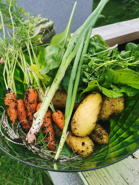 Odla potatis i pallkrage – certifierad sättpotatis på groddning, kupa potatis för tidig skörd av sommarpotatis och lagring av sen potatis.