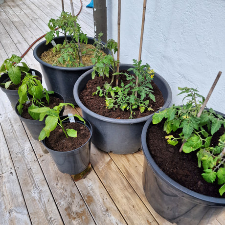 Avhärdning av chili- och paprikaplantor i kruka på altan i maj – odla chili och paprika (jalapeno, cayenne, snackpaprika) i växthus, på friland eller i köksfönster med såjord, växtbelysning och utplantering när nätterna är varma.