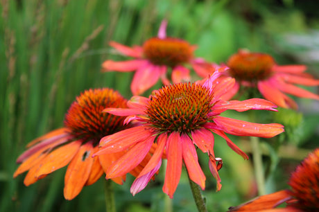 Sensommar i trädgården – sensommarplantering av perenner, lökplantering med tulpaner och Allium, hallonhäck med hösthallon och trädgårdstips för augusti–september.