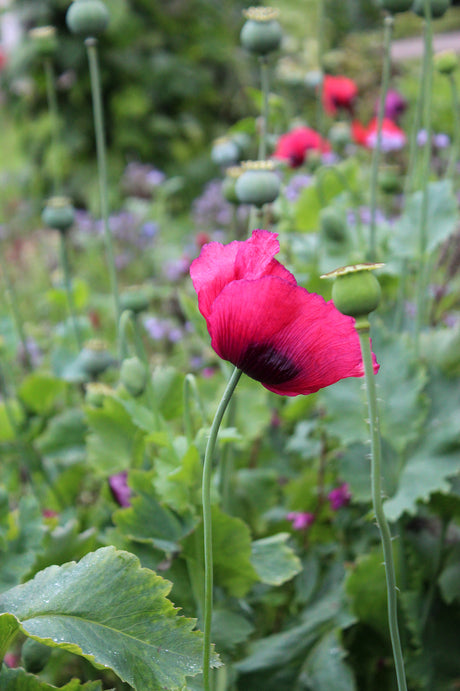 Vintersådd i pallkrage/odlingslåda med planteringsjord på friland – sallat, spenat, dill och persilja för tidig skörd och robusta plantor.