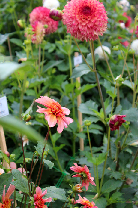 Röd dahlia i full blom – dahliaodling i Sverige med tips om förodling av knölar, utplantering i kruka eller rabatt, gödsling och vattning, stöd för höga sorter samt höstskörd och övervintring.