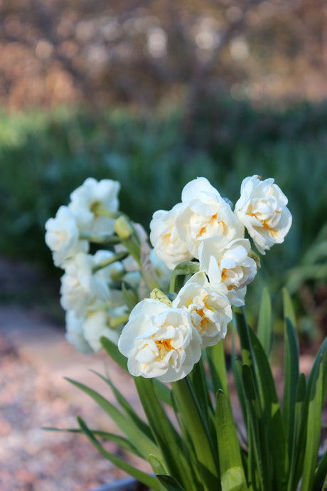 Vår i trädgården med narcisser (lökväxter) i april – rabatt med nedklippta perenner och gödslad jord, start på odlingssäsongen i svenska odlingszoner.