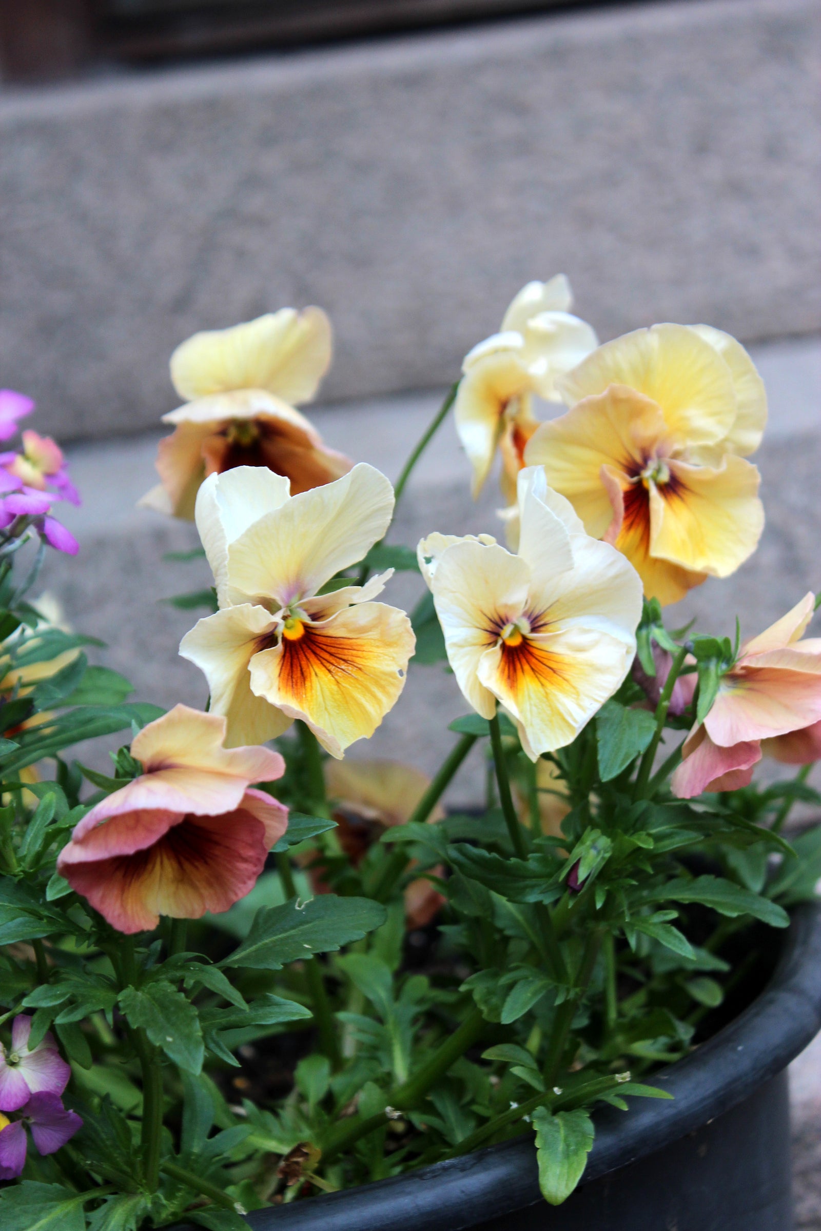 Penséer i kruka på trappan – tåliga vårväxter att plantera ut i trädgården i mars; krukade vårblommor som klarar kyla och passar med lökväxter.