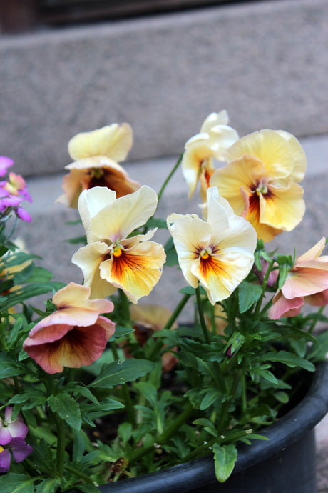 Penséer i kruka på trappan – tåliga vårväxter att plantera ut i trädgården i mars; krukade vårblommor som klarar kyla och passar med lökväxter.