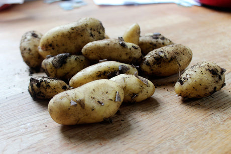 Potatisodling med sättpotatis: förgroning och sättning i väldränerad sandjord; rätt planteringsavstånd, kupa och vattna för tidig färskpotatis i kruka eller pallkrage.