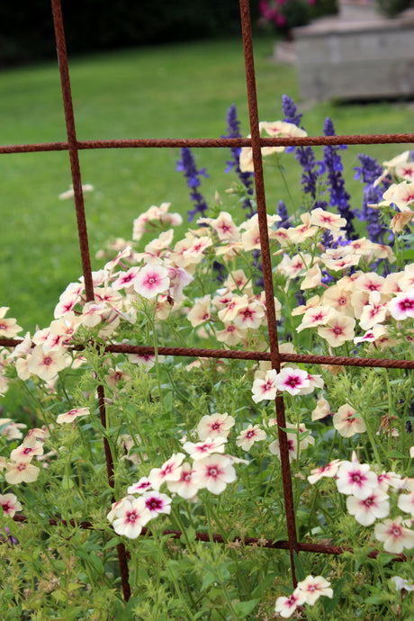 Sommarflox 'Cherry Caramel' – lättodlad ettårig snittblomma i karamell/aprikos, perfekt för buketter i hemträdgården; förodla med växtbelysning och toppa plantor, odla snittblommor.