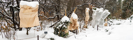 Vinterskydda dina växter i trädgården: täck känsliga perenner och buskar med fiberduk, säckväv eller granris, lägg mulch/kompost, vattna inför frost, plantera höstlökar och förbered gräsmatta samt träd och buskar för vintern.