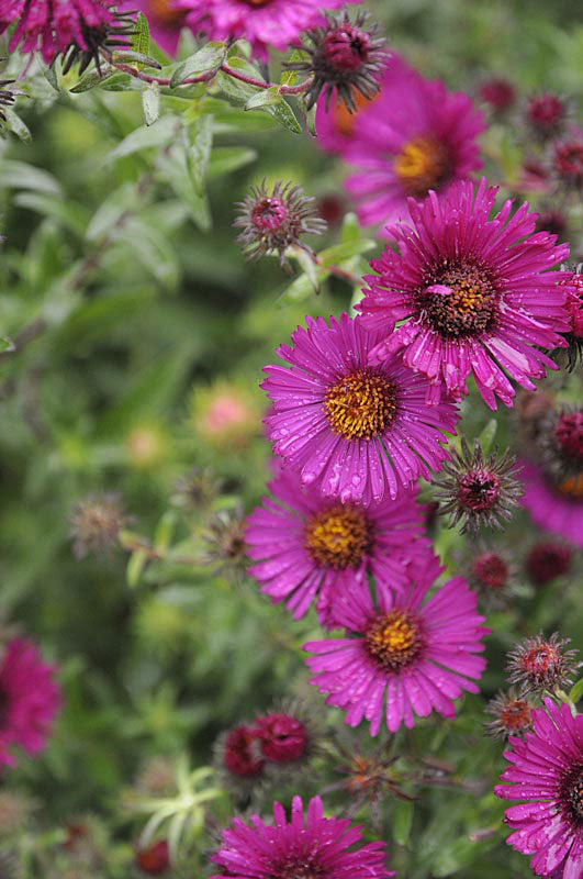 Aster novae-angliae 'Rubinschatz' (luktaster) – perenn höstaster med strålblommor och gul disk, blommar september–oktober, härdig till zon 6, snittvänlig.