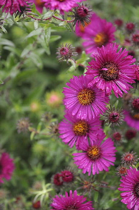 Aster novae-angliae 'Rubinschatz' (luktaster) – perenn höstaster med strålblommor och gul disk, blommar september–oktober, härdig till zon 6, snittvänlig.