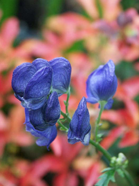 Oktoberstormhatt (Aconitum carmichaelii var. wilsonii) – giftig stormhatt, karaktärsfull historisk perenn med blåvioletta hjälmformade blomklasar för romantisk rabatt i sol/halvskugga.