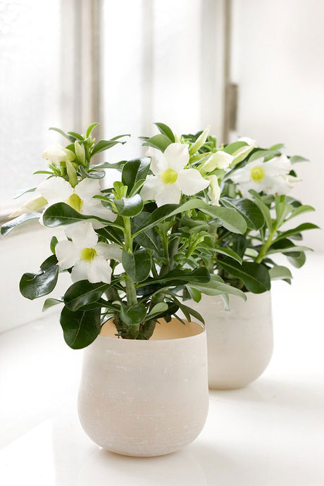 Ökenros – Adenium obesum med kraftig, bonsailiknande stam och riklig blomning; lättskött inomhusväxt för söder- eller sydvästfönster med direkt sol som tål värme och torka och skapar somrig blomsterprakt och grönska inomhus.