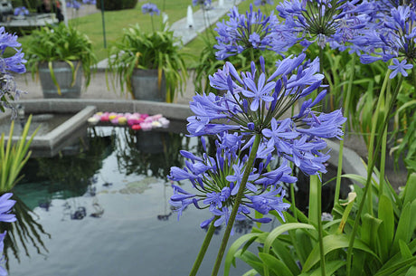 Agapanthus (Afrikas blå lilja) i ekfat runt damm – sommarblommande lökar och knölar i kruka för enkel odling, tidig blomning och vacker uteplats/balkong