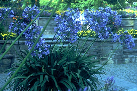 Agapanthus (kärlekslilja) i blå blomning på Mainau – Agapanthus praecox i kruka; soligt, väldränerat läge, Amaryllidaceae; odlingstips: måttlig gödsel, lagom vattning, övervintra frostfritt.