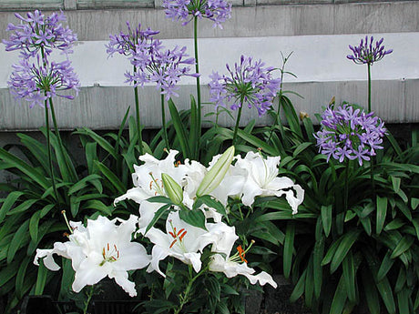 Agapanthus och orientalisk lilja – liljor i blom planterade med prydnadsgräs; sommarblommande lökar och knölar för färgsprakande rabatt, plantering och skötsel.