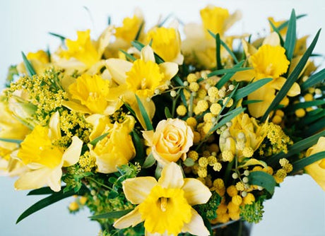 Akacia i januari – ljusgula, doftande vårblommor som kompletterar tulpaner; säsongens favoriter bland svenskodlade blommor för buketter som uttrycker kärlek och omtanke
