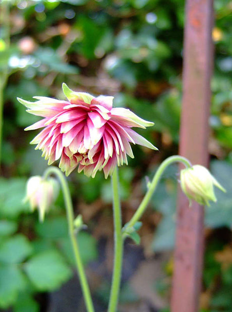 Akleja 'Nora Barlow' (Aquilegia) med fyllda, tvåfärgade pomponsliknande blommor i rosa och grönt – tålig perenn för trädgård som självsår sig, trivs i sol/lätt skugga och väldränerad jord
