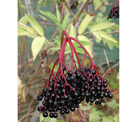 Äkta fläder (Sambucus nigra) med svarta fläderbär – odling, skötsel och beskärning av fläderbusken i svenska trädgårdar.
