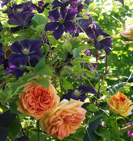 Samplantering med klematis i trädgården: Clematis viticella ’Etoile Violette’ i purpur och ros ’Alchymist’ i aprikosgult framför buxbomshäck – vacker rabatt, längre blomningstid.