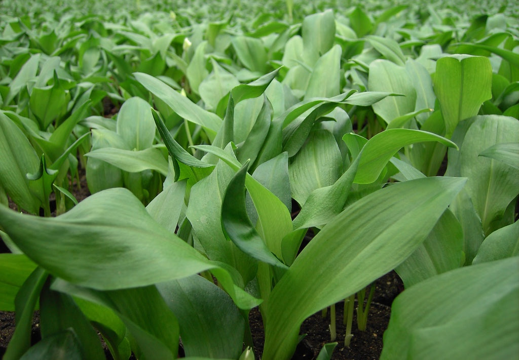 Ramslök (Allium ursinum) i blom i skuggig trädgård – djupgröna blad, vita stjärnformade blommor och tydlig lökdoft. Odla ramslök för skogskänsla, marktäckning och vitlökssmak i köket.