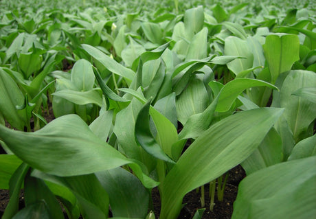 Ramslök (Allium ursinum) i blom i skuggig trädgård – djupgröna blad, vita stjärnformade blommor och tydlig lökdoft. Odla ramslök för skogskänsla, marktäckning och vitlökssmak i köket.