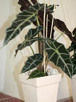 Alocasia x amazonica 'Polly' i närbild – mörkgröna blad med vita, skelettliknande nerver; elegant krukväxt och Halloween-dekoration för hemmet och Alla helgons dag.