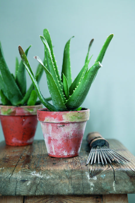 Aloe vera i kruka – torktålig suckulent som klarar semestern: 14 dagar utan vatten, fungerar med självbevattning, trivs svalare och i svagare ljus.