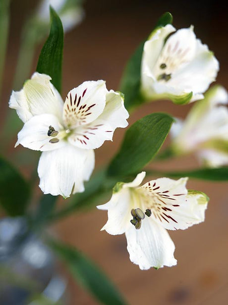 Alströmeria (Alstroemeria), Snittalströmeria-gruppen – hållbar snittblomma i Amaryllidaceae från Sydamerika; lång vaslivslängd, miljövänlig odling och enkla skötselråd.