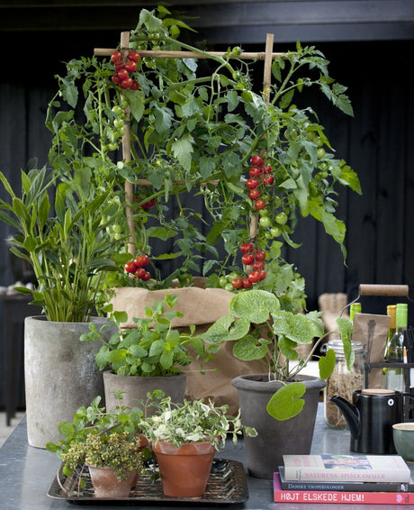 Altansnacks på terrassen: tomater, jordgubbar, chili och hallon i krukor – odla det du vill äta; ätlig trädgård, urban gardening och hållbar självförsörjning.
