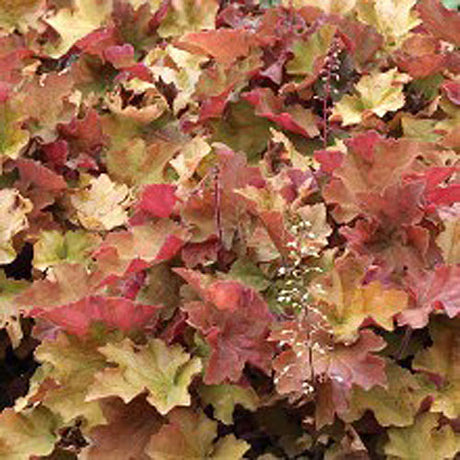 Alunrot Heuchera 'Caramel' med bärnstenfärgade blad – lättskött perenn för rabatt och kruka; trivs bäst i sol till halvskugga i mullrik, kalkhaltig, väldränerad jord.