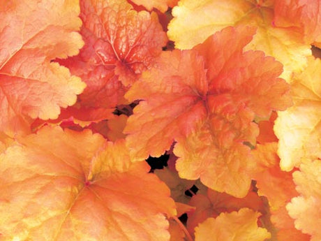 Alunrot – Heuchera 'Cremé Brûlée' med karamellfärgade blad, perenn ur PW (Proven Winners), odlas för bladens skull i höstplanteringar, höstkrukor och rabatter.