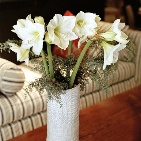 Amaryllis i full blom – stjärnlik mytisk elegans och vinterprakt; populär vid advent och jul som snittblomma och krukväxt, inspirerad av legenden om nymfen Amaryllis.