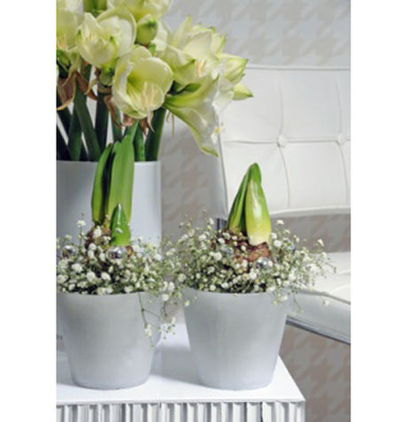 Skapa röd jul med amaryllis – skötselråd för röda julblommor: vattna sparsamt före blomning, öka vid blomning, placera ljust, ta bort vissna blommor och låt löken vila svalt och torrt inför nästa års blomning.