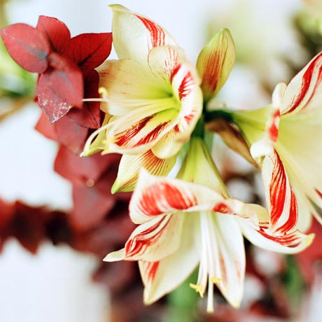 Blommande amaryllis (Hippeastrum) – större lökar ger fler blomstänglar; odling och skötsel: ljust läge, drivning >20°C, sparsam vattning, sval viloperiod.