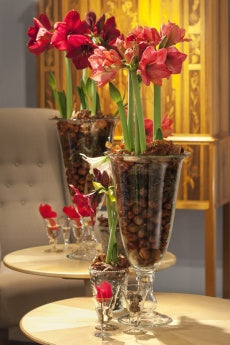 Amaryllis i jul och advent – skötselråd och inspiration för amaryllis, Begonia x hiemalis ’Baladin’ och ’Grace’ samt Cyclamen persicum; klassiska vinterblommor för traditionell julstämning från Blomsterfrämjandet