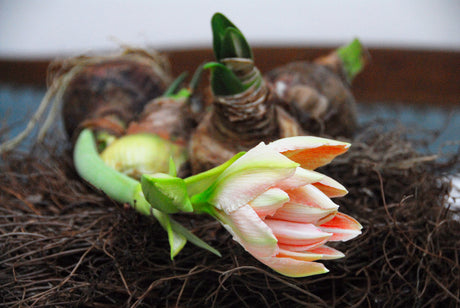 Amaryllislök i kruka – optimala drivningstiden 6–7 veckor vid 22°C; plantera amaryllis för blomning till jul, förvara löken vid 10–12°C och vattna sparsamt.