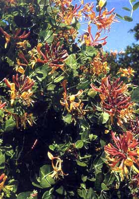 Kaprifol, blomsterkaprifol Lonicera x heckrottii 'American Beauty' - doftande, tvåfärgade röd-gulvita sommarblommor; klätterväxt för spaljé och trädgård, gynnar biologisk mångfald
