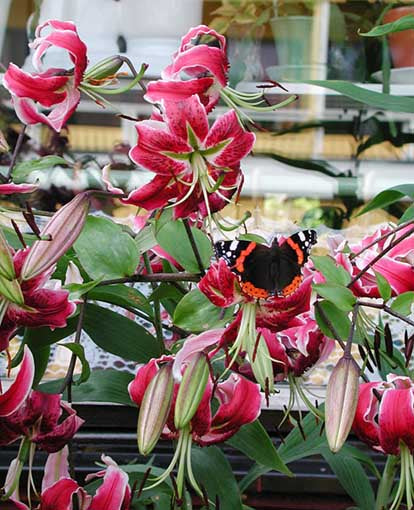 Amiral på praktlilja (Lilium speciosum/saronglilja) – orientaliska liljor i sensommarblom, doftande rosa-vinröda fläckiga blommor; härdig trädgårdsväxt som lockar pollinatörer.