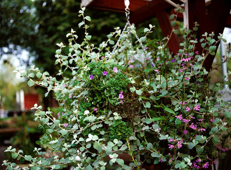 Blommande hängande amplar med sommarblommor i uterum och på balkong – personliga planteringar, rätt placering (sol/skugga), enkel skötsel med vattning och näring.
