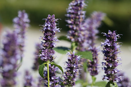 Anisört (Agastache) i höstrabatten – aromatisk höstperenn som blommar juli–september, trivs soligt i väldränerad jord och lockar fjärilar och bin; vacker med röd solhatt (Echinacea purpurea) och alunrot (Heuchera)