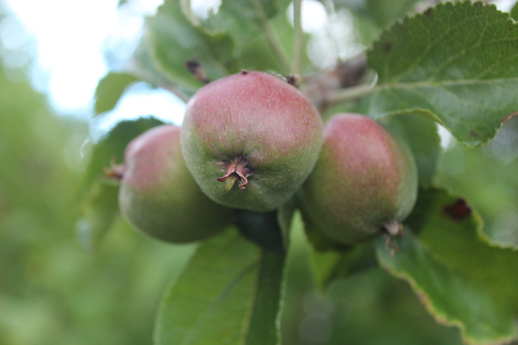 Närbild av äppelkart i Annas trädgård i juli – inspiration, sommardrömmar och framtidsplaner. Dokumentera i trädgårdsdagbok, planera vintersådd och nästa säsong.