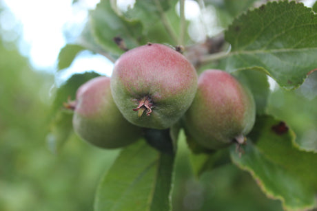 Närbild av äppelkart i Annas trädgård i juli – inspiration, sommardrömmar och framtidsplaner. Dokumentera i trädgårdsdagbok, planera vintersådd och nästa säsong.