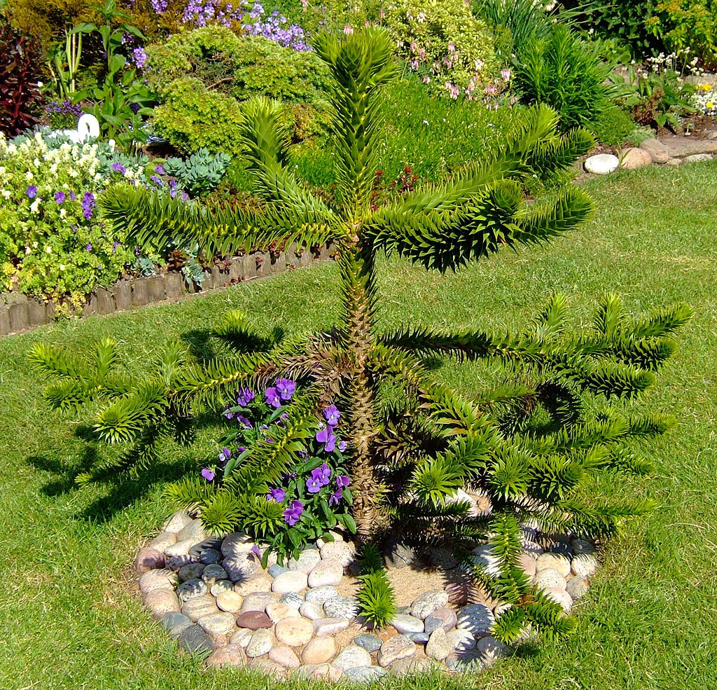 Apträd, brödgran (Araucaria araucana) i Torslanda – exotisk trädgård med Medelhavskänsla; köldtålig, vinterhärdig i svenskt klimat bland palmer som väderkvarnspalm (Trachycarpus fortunei) och medelhavsväxter
